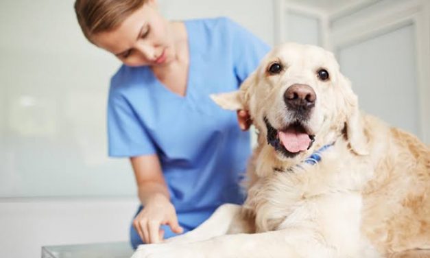 Castramóvel chega ao Barreto com 350 vagas de cirurgias de esterilização gratuitas para cães e gatos