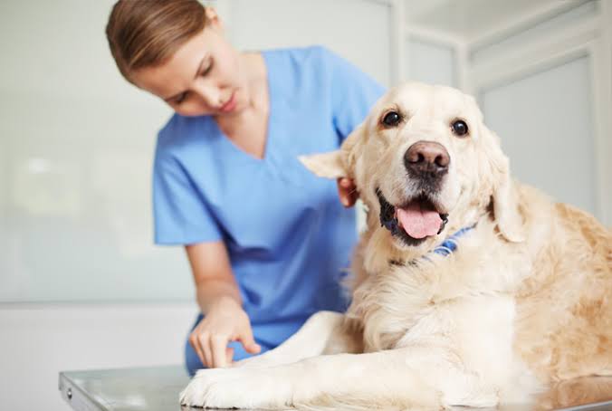 Castramóvel chega ao Barreto com 350 vagas de cirurgias de esterilização gratuitas para cães e gatos