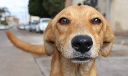 Cães e gatos ‘vira-latas’ são os preferidos dos brasileiros