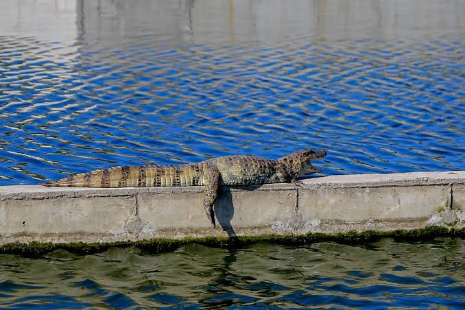 Berçário de jacarés será mais uma atração turística da cidade