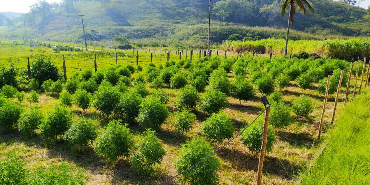Justiça autoriza AbraRio a produzir e cultivar cannabis