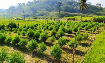 Justiça autoriza AbraRio a produzir e cultivar cannabis