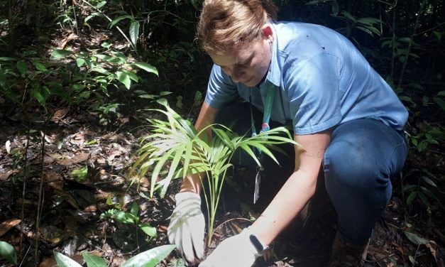 Águas de Niterói realiza mutirão de reflorestamento no Parque da Cidade