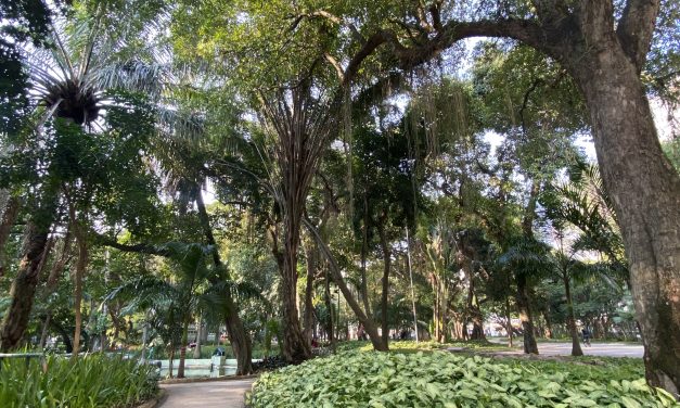 Niterói recebe selo ‘Cidade Árvore do Mundo’ pelo quarto ano seguido 