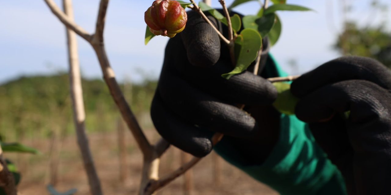 Niterói terá o maior pomar urbano do Brasil com 11 quilômetros de árvores frutíferas  