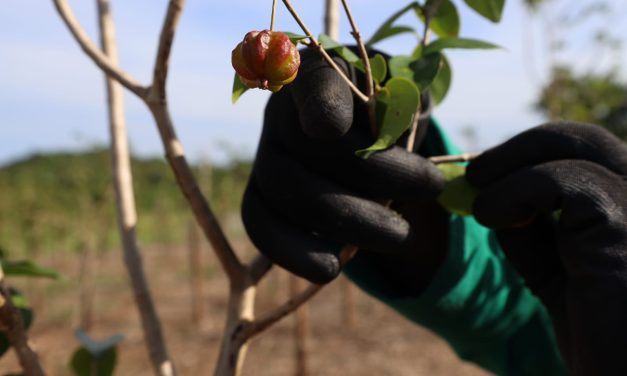 Niterói terá o maior pomar urbano do Brasil com 11 quilômetros de árvores frutíferas  